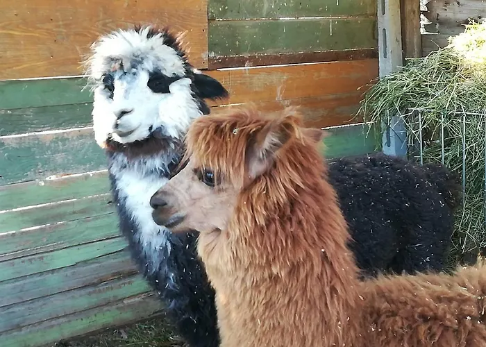 B&B Il Sentiero Nel Bosco