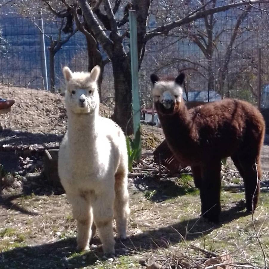 Bed & Breakfast Il Sentiero Nel Bosco *